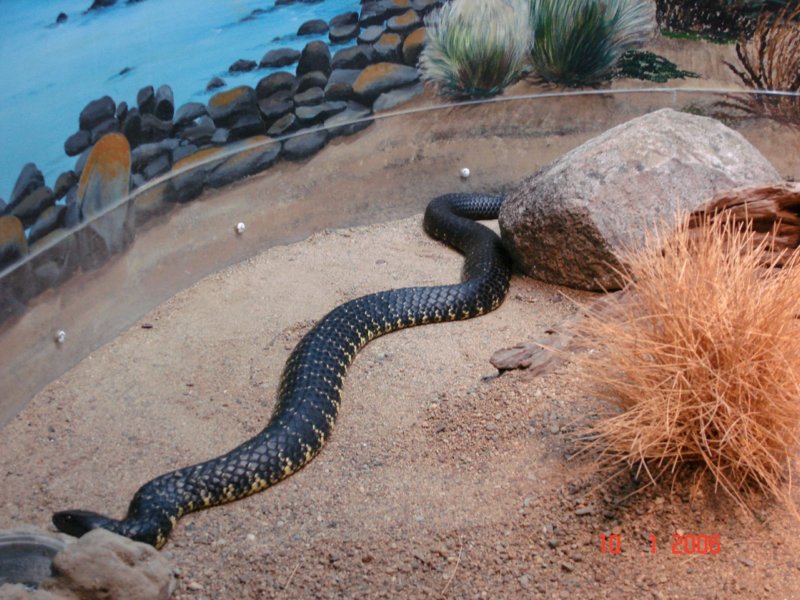 australiazoo13.jpg