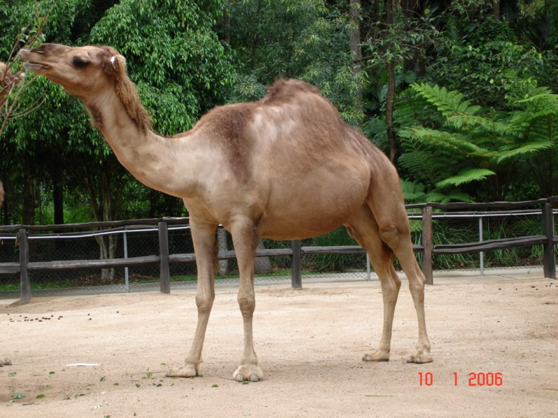 australiazoo16.jpg