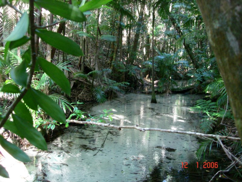 fraserislandregenwald.jpg