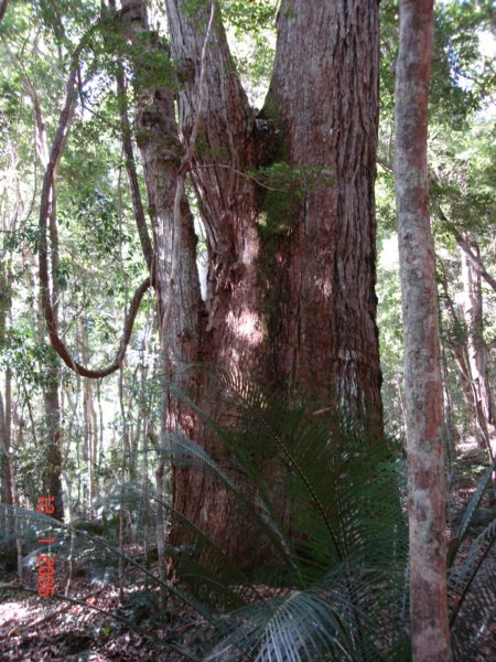 fraserislandregenwald3.jpg