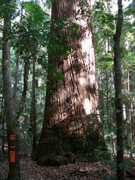 fraserislandregenwald4.jpg
