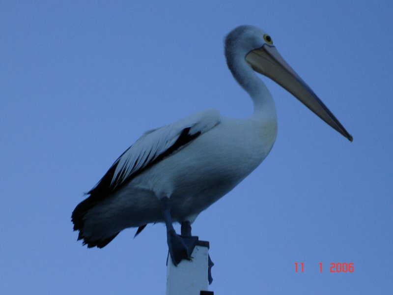 herveybay6.jpg