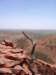 kingscanyon6_small.jpg