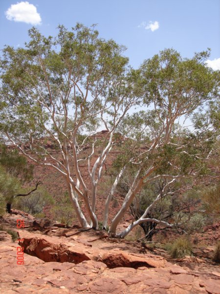 kingscanyon7.jpg