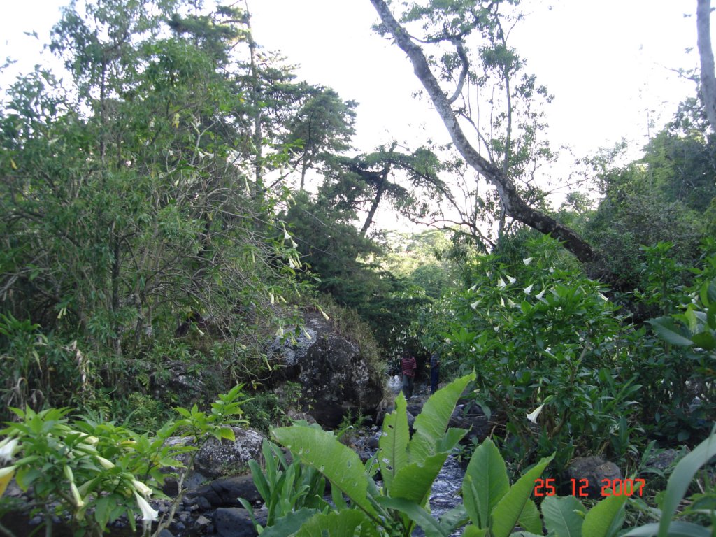 kilimanjaro2007_08144.jpg