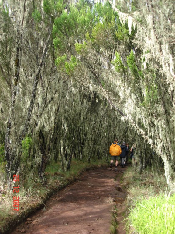 kilimanjaro2007_08163.jpg