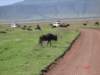 kilimanjaro2007_08254_small.jpg