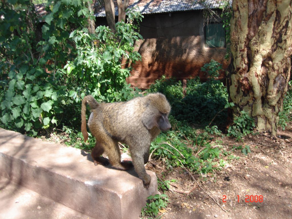 kilimanjaro2007_08265.jpg