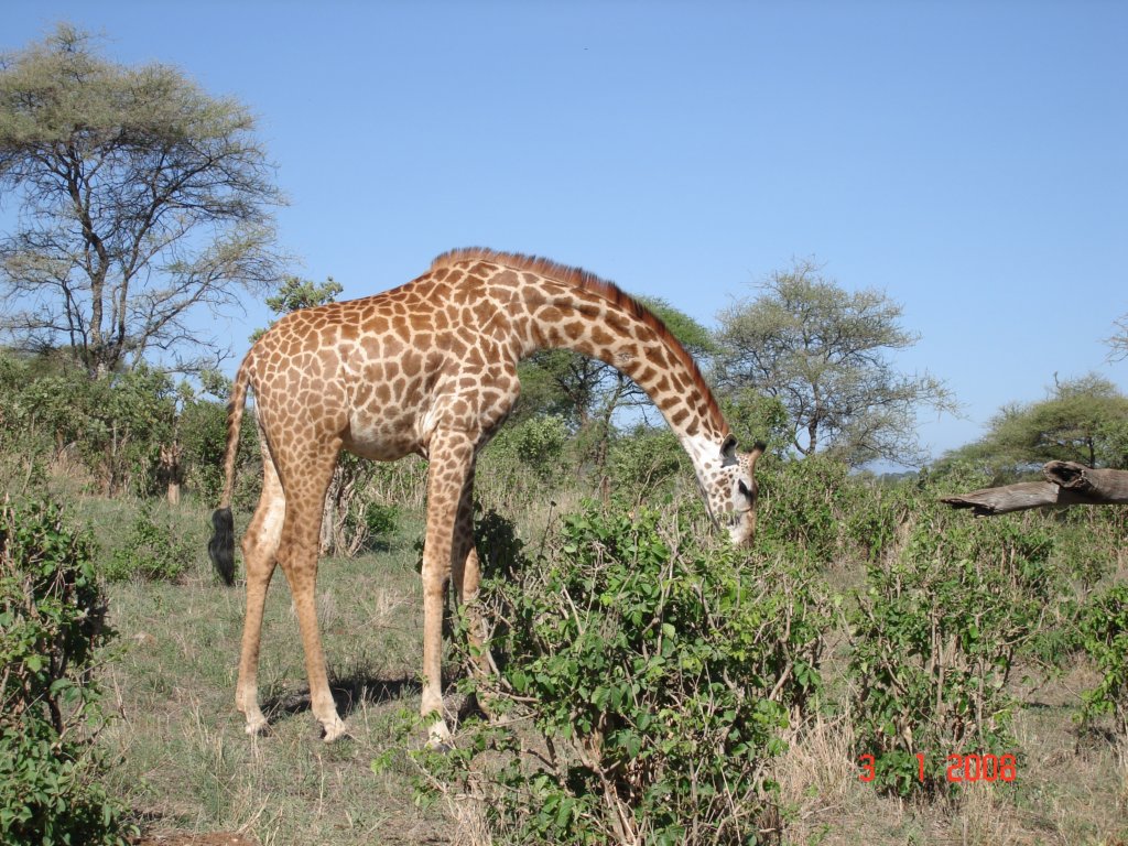kilimanjaro2007_08279.jpg